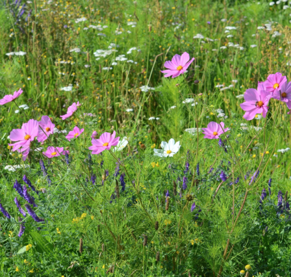 Wild Flower Turf - Cottage Garden Mix