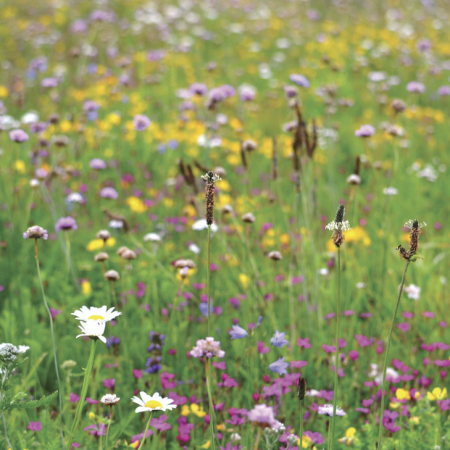 Wild Flower Turf - Heritage Meadowmat